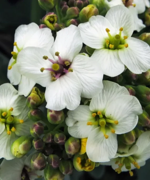 Aceite de Crambe