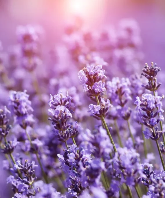 Base Sanitizante Multipropósito Lavanda