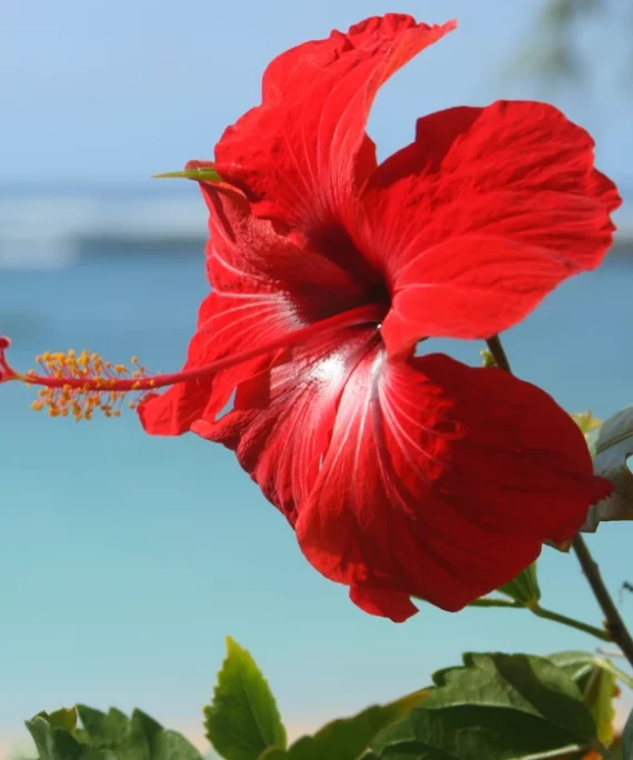 Extracto de Hibiscus