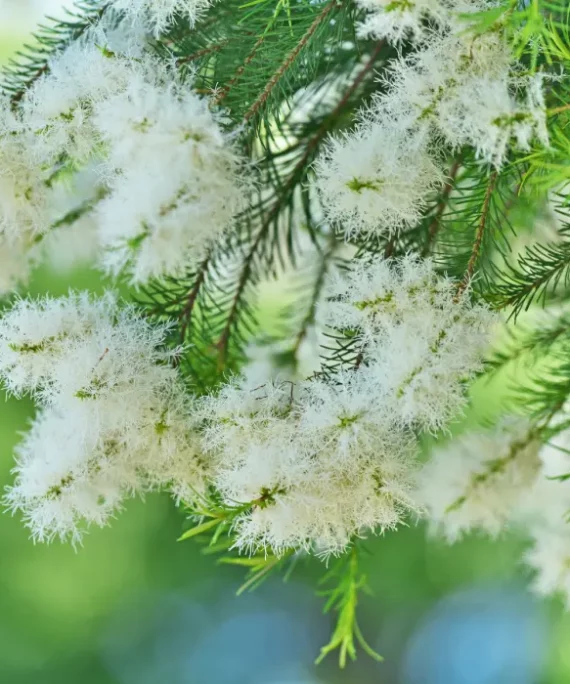 Aceite Esencial Árbol de Té