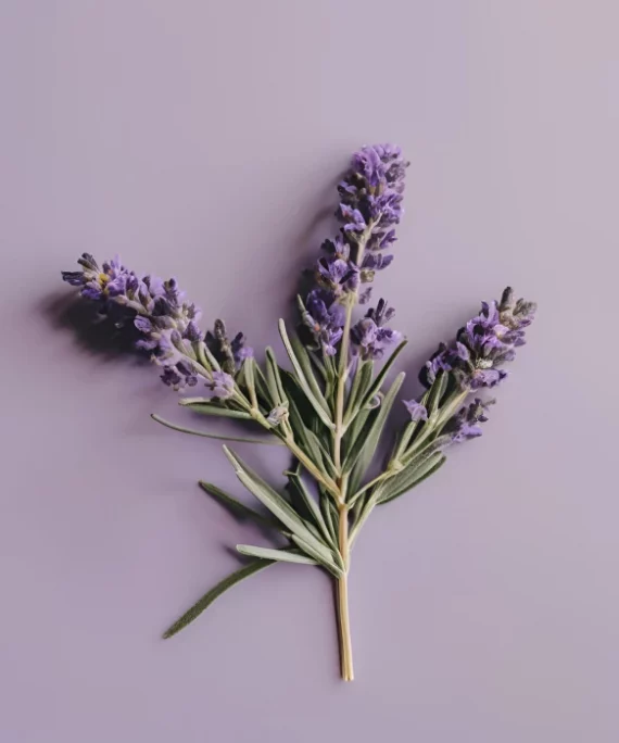 Lavanda Touch