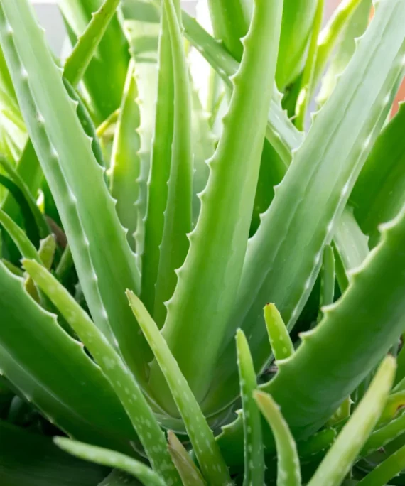 Extracto de Aloe Vera